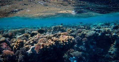 Making War on Coral Reefs: Human Rights,。